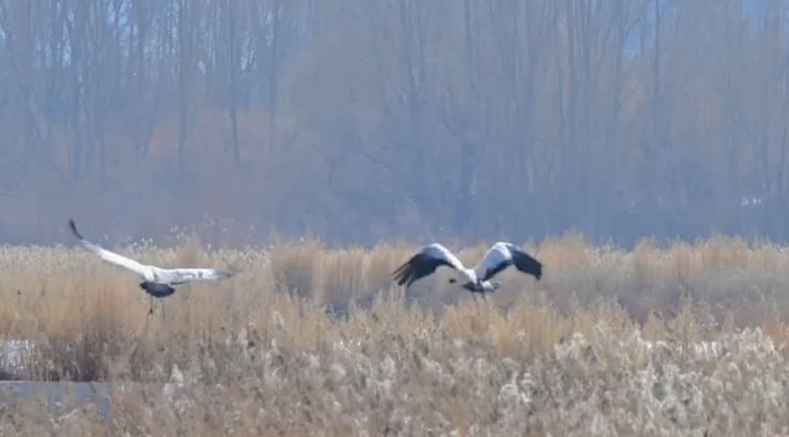 冬日拉鲁湿地邂逅黑颈鹤