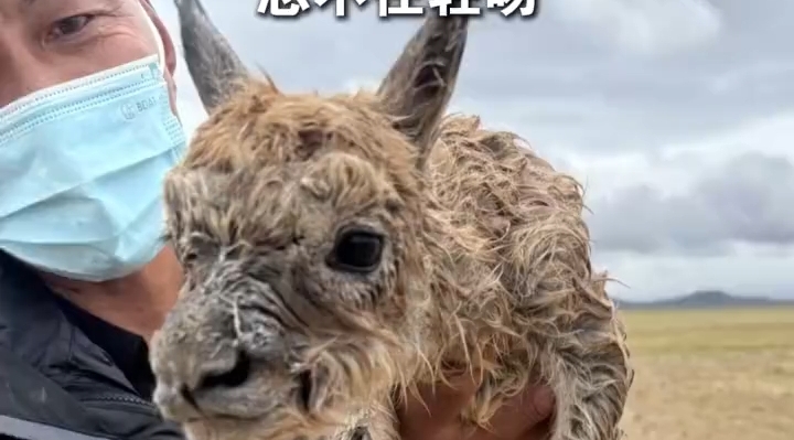 风沙硬汉的温柔