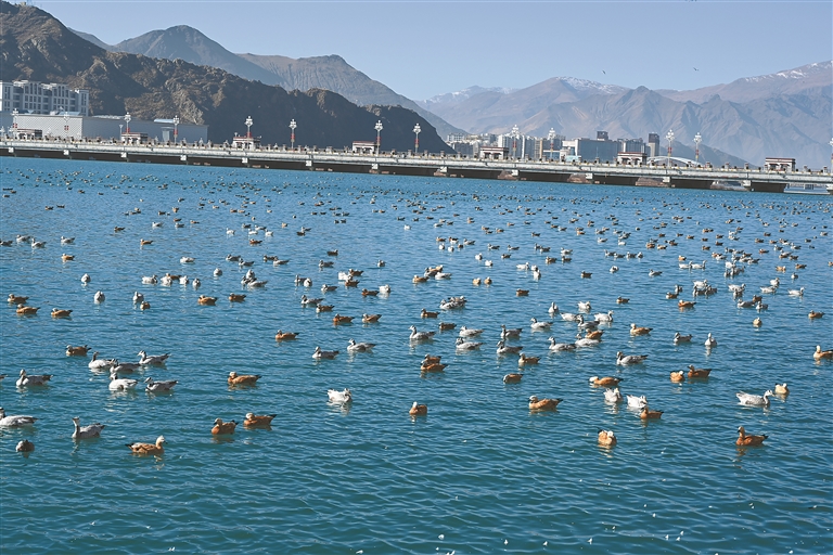 水清生态美 候鸟入画来