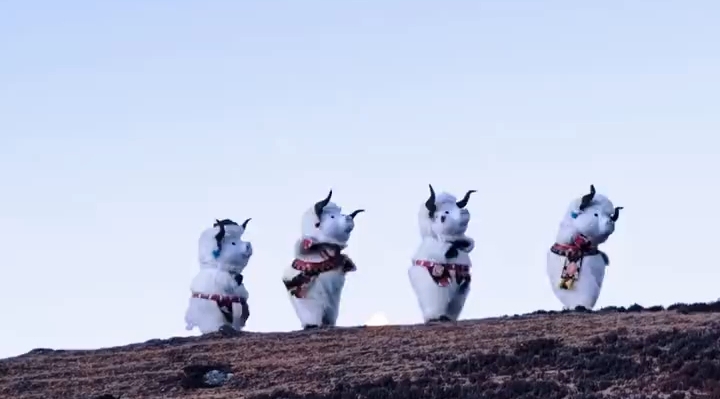 库拉岗日日照金山下四头牦牛跳锅庄