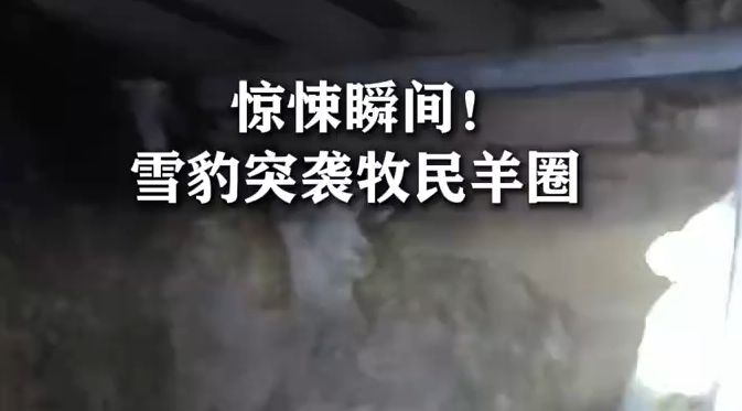 西藏牧民羊圈惊现雪豹