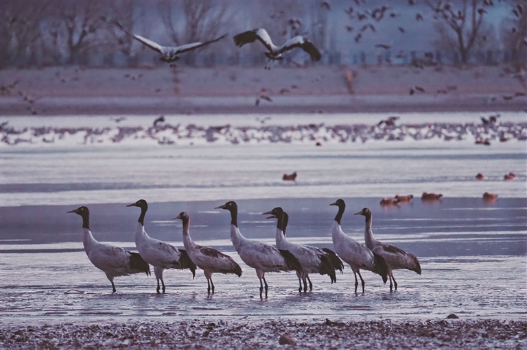 当西藏青少年遇上“高原精灵”黑颈鹤