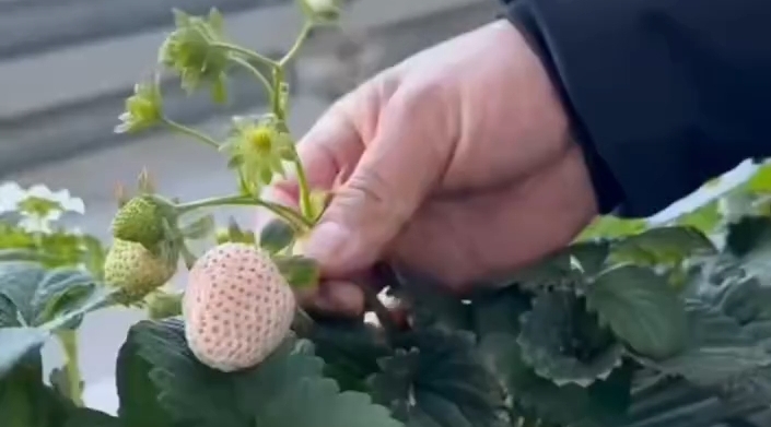 高原白草莓即将上市