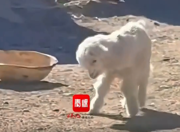 “羊生”第一步，新生命与纯真童年的相遇