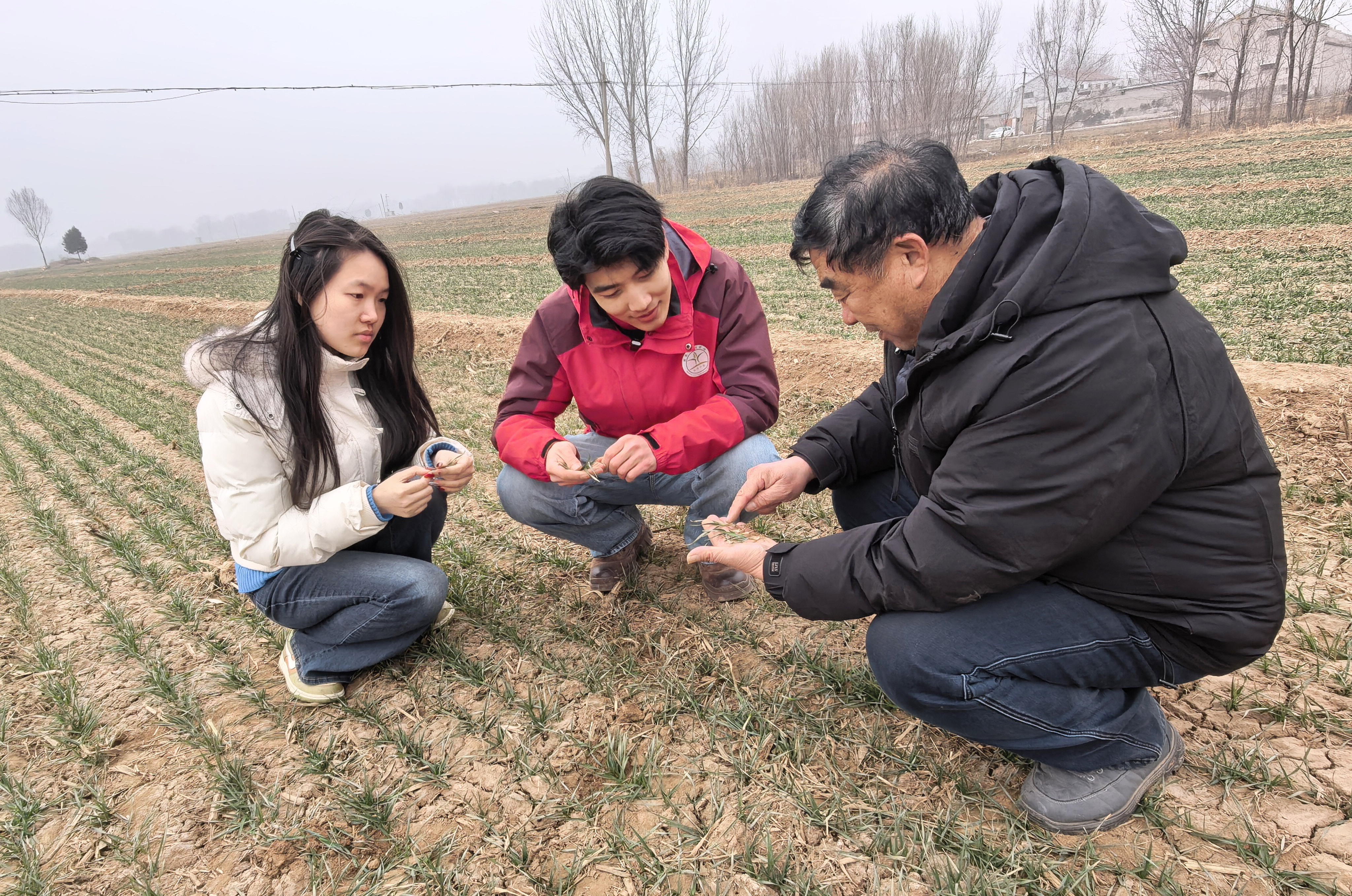2026新春走基层 | 盐碱地上崛起“绿色粮仓”