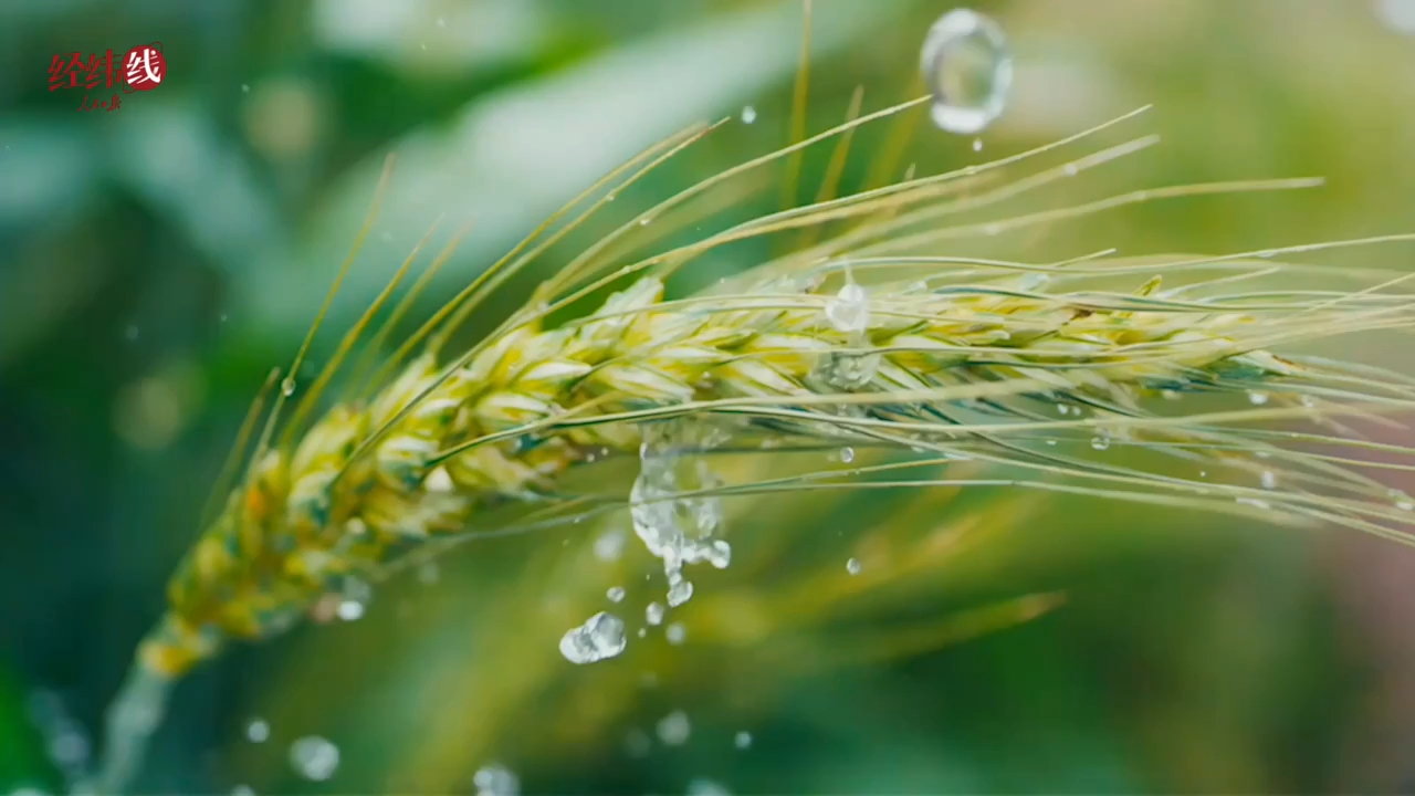 经纬线·写进中央一号文件的“菜篮子”，如何守护热气腾腾的中国？