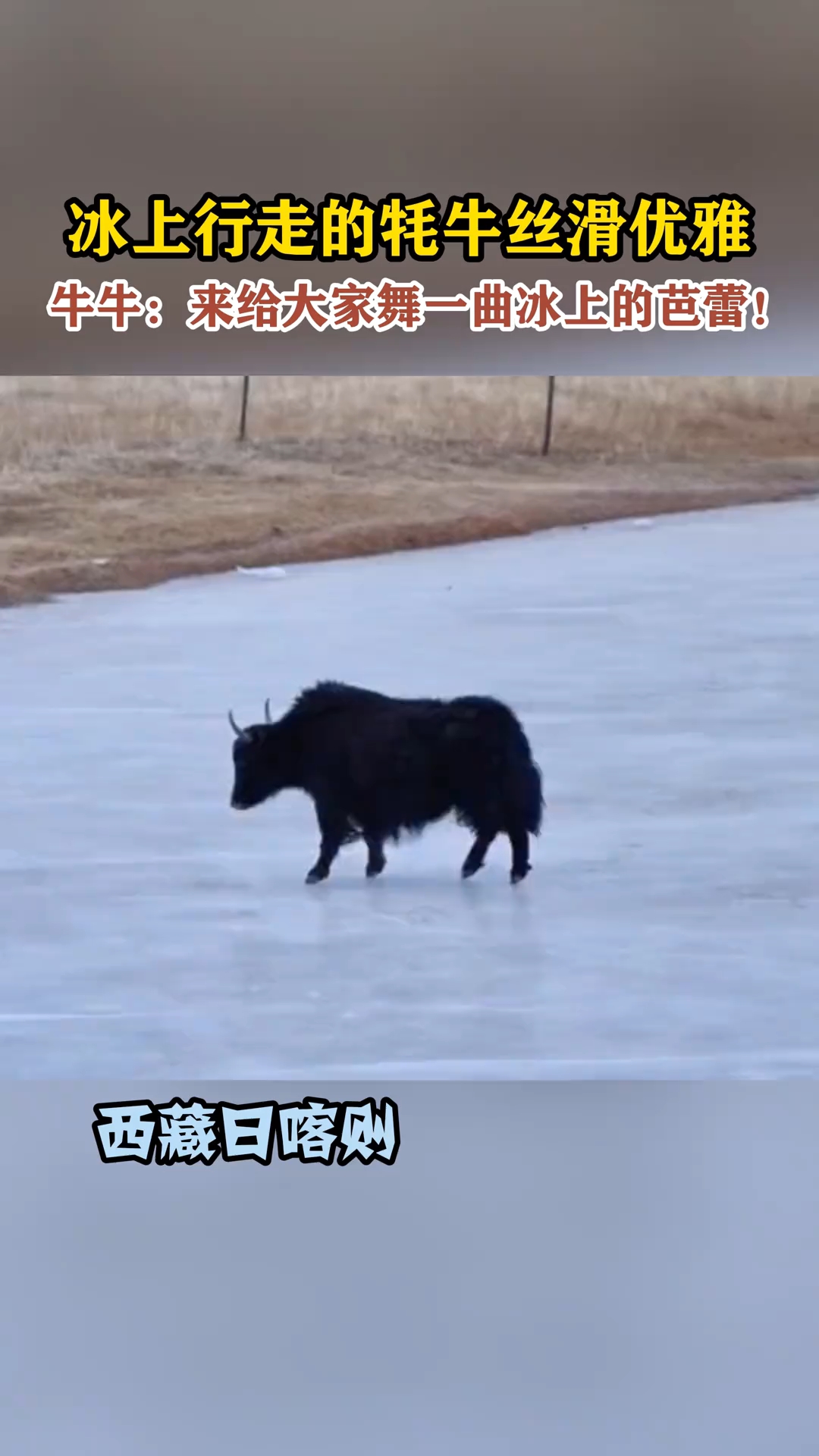 冰上行走的牦牛丝滑优雅