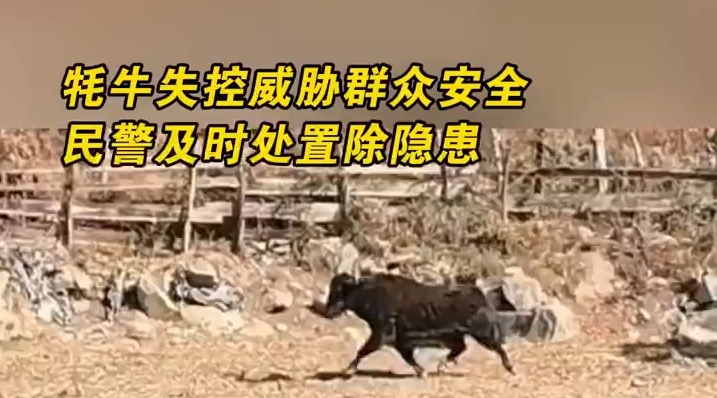 西藏察隅民警及时处置牦牛险情