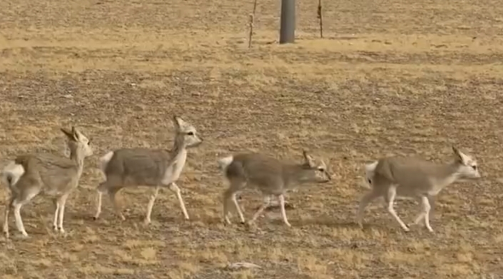 《生命树》番外片超治愈!