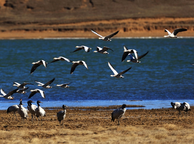 西藏新疆携手共护黑颈鹤迁徙安全