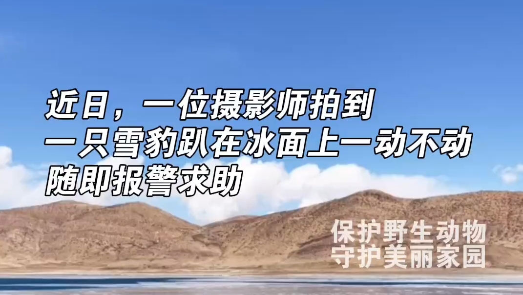 保护野生动物，共同守护高原净土