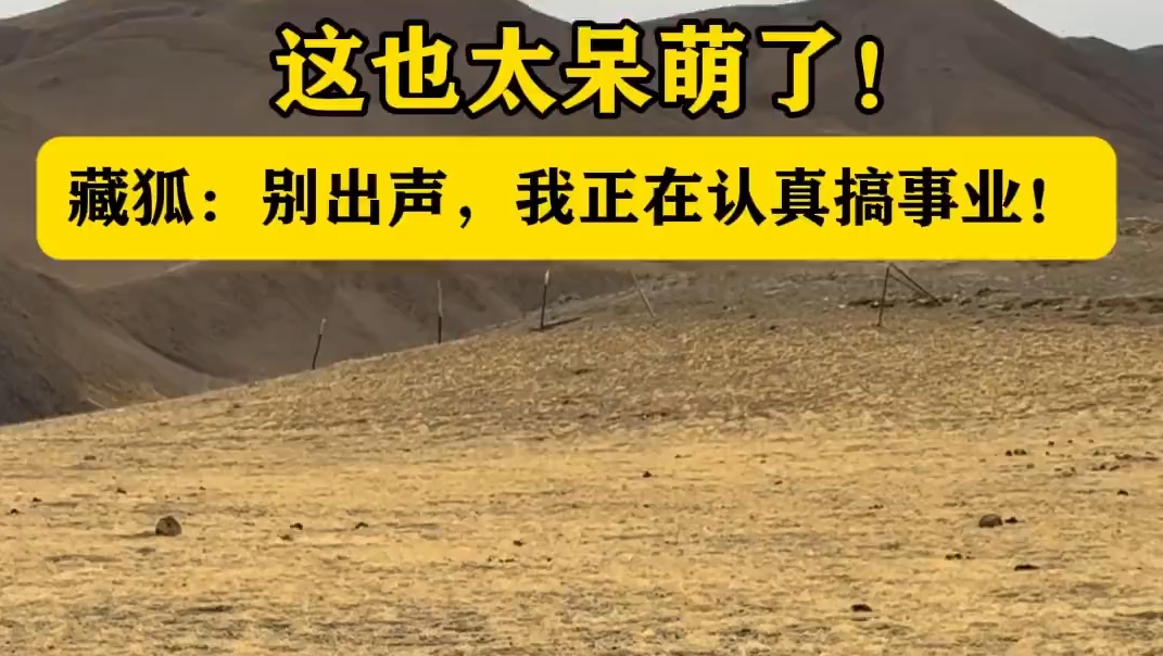 在藏北的草原上，萌物悄悄出击