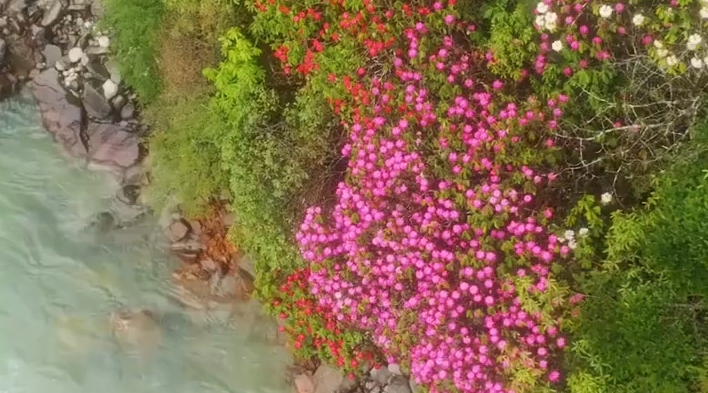 扎墨公路沿线的杜鹃次第绽放