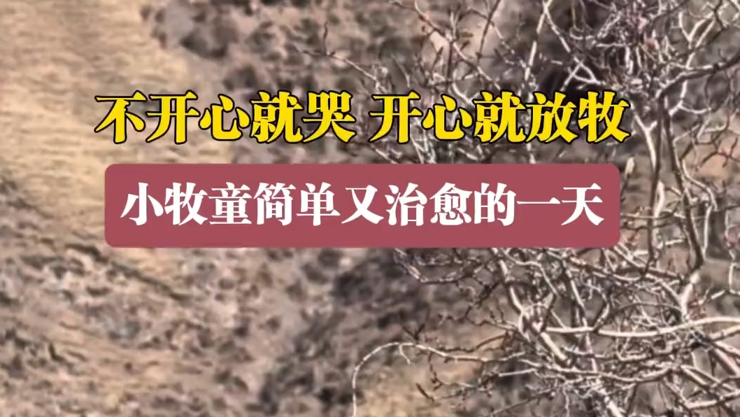 高原小牧童：不开心就哭、开心了放牧