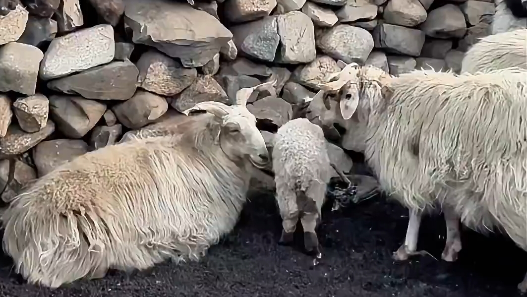 小女孩模仿羊叫以假乱真