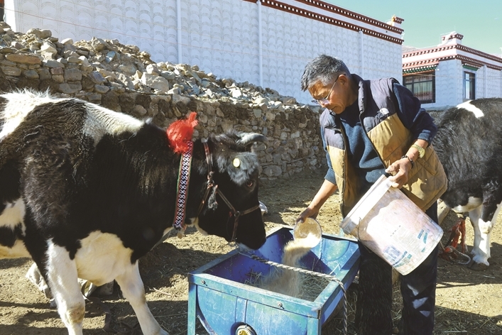 墨竹工卡县挡桑依靠良种养殖增收致富