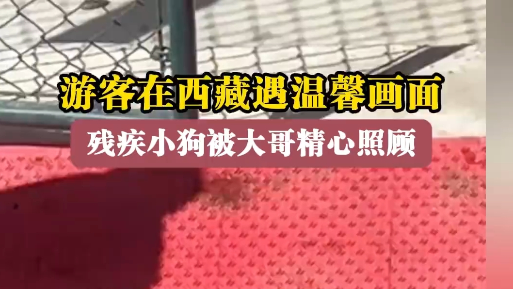 残疾小狗被大哥细心照顾