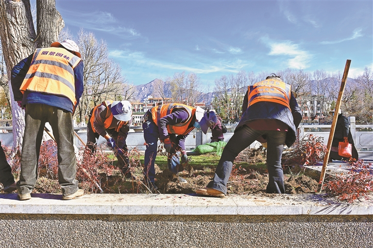 栽植绿化苗木 扮靓拉萨街景