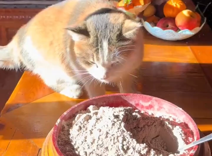 猫咪爱上吃糌粑！网友：妥妥的猫扎西、猫卓玛！