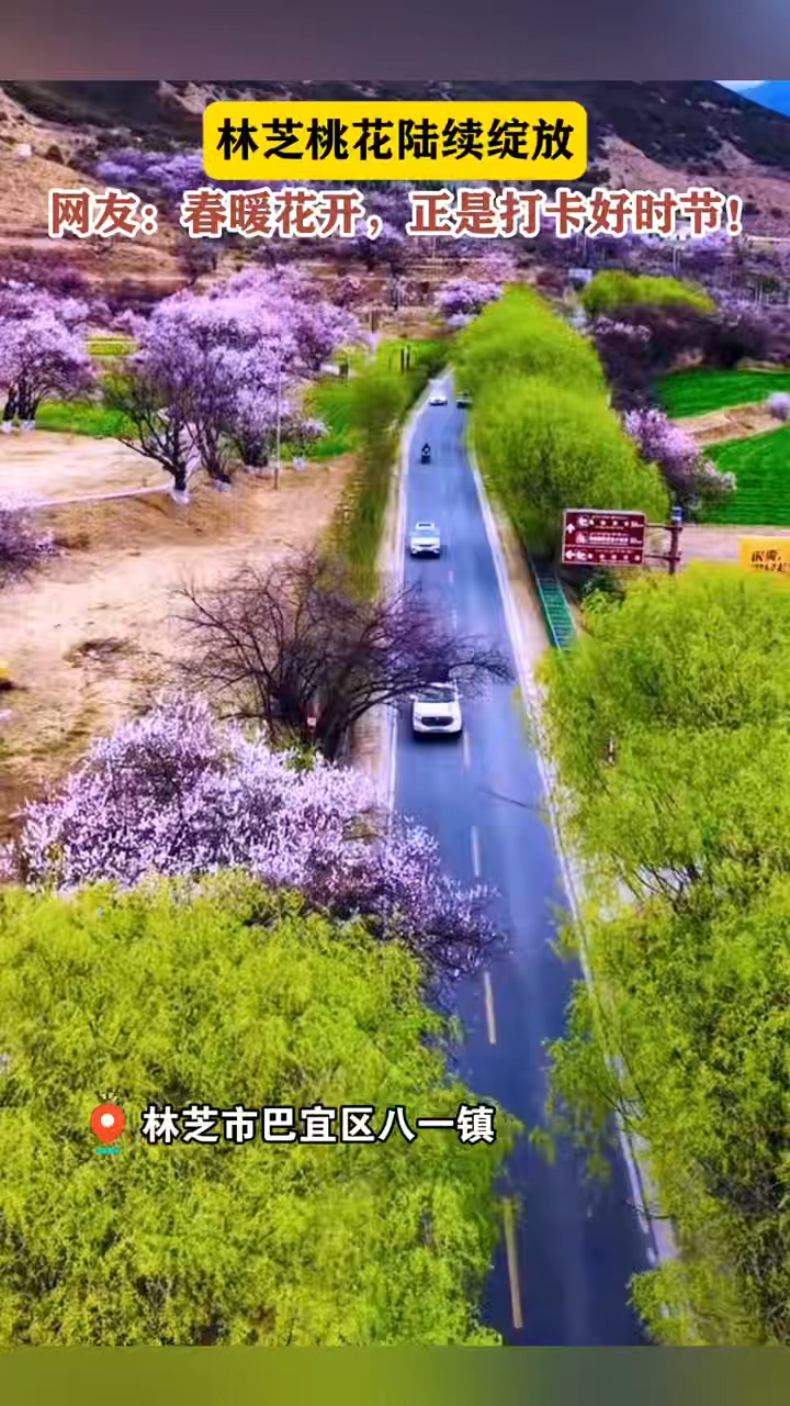 林芝桃花绽放，网友:春暖花开,正是打卡好时节!