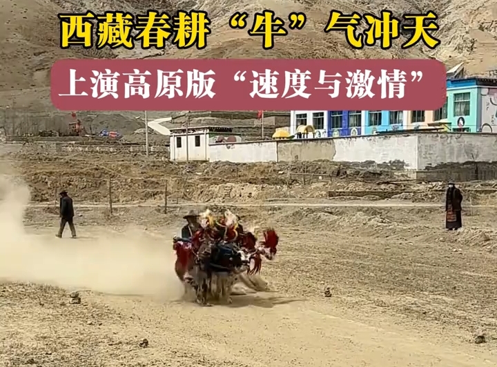 西藏春耕“牛”气冲天，上演高原版速度与激情