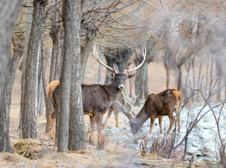 西藏山南：白唇鹿漫步山林