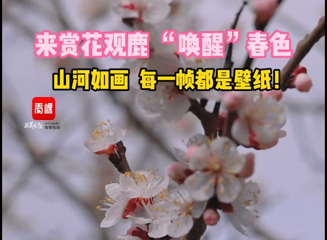 春天来了，看看雅鲁藏布江畔桑日段的美好风光