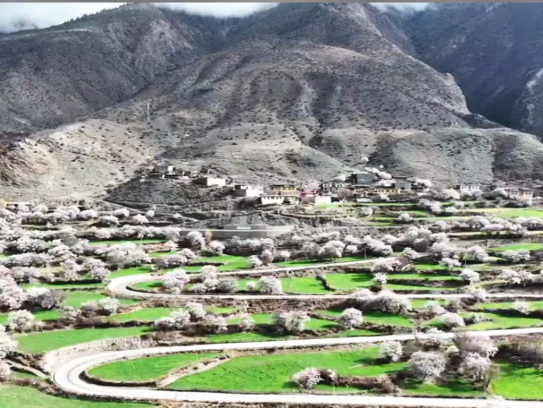 4月11日，洛隆县俄西杏花文化旅游节开幕