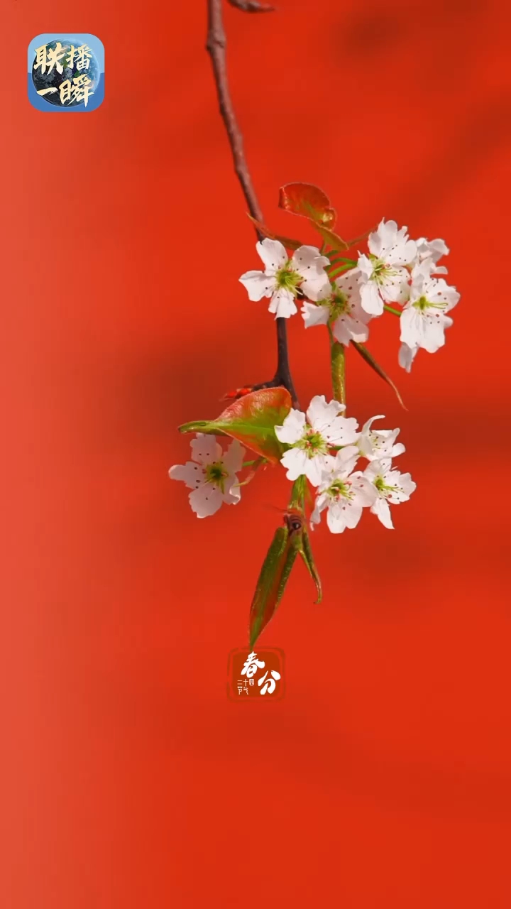 文化中国行·联播一瞬丨双份惊喜!春分遇上