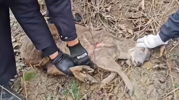 成功救助国家一级保护动物马麝！