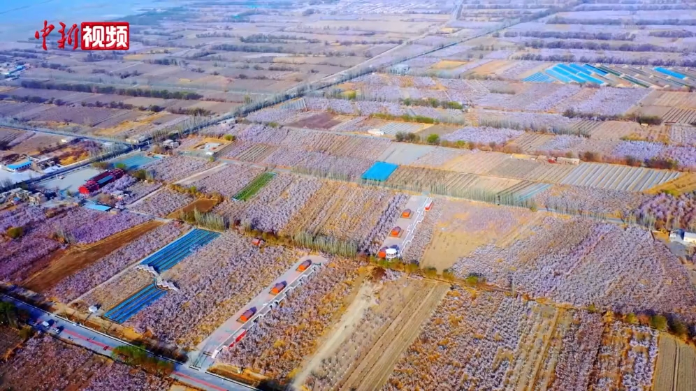 新疆迎来新花季 赏花IP带动文旅热