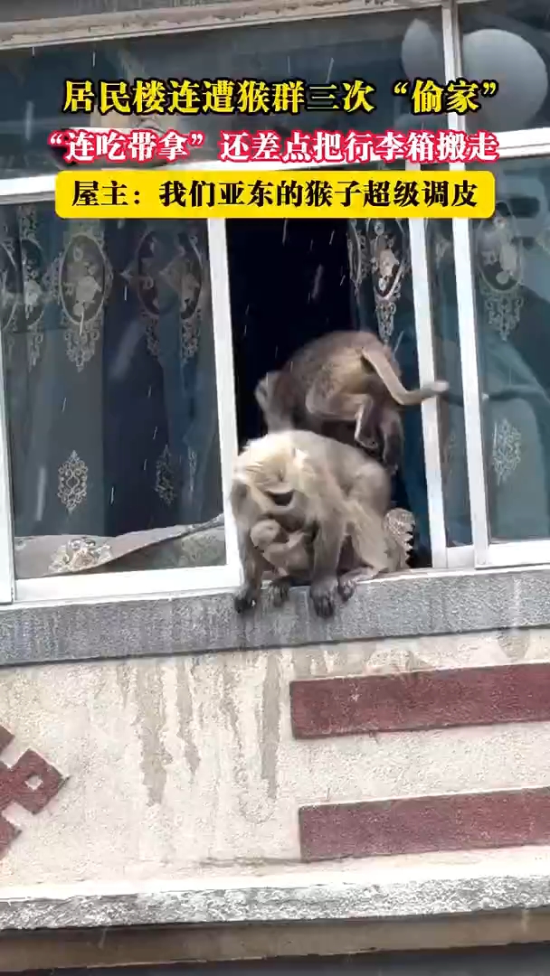 居民楼连遭猴群三次“偷家” 差点把行李箱搬走