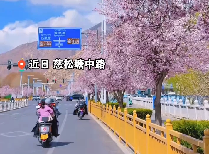 拉萨市区赏花小众打卡点