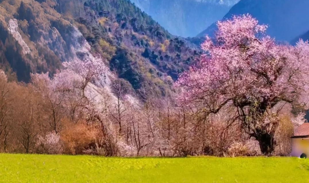 波密县静赏桃花慢直播