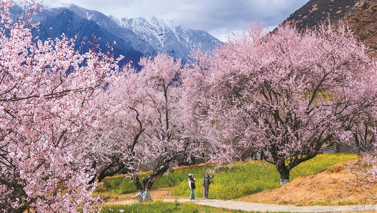 “桃花源”里游人醉