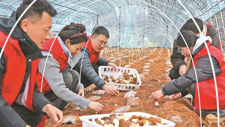 助农采收解民忧