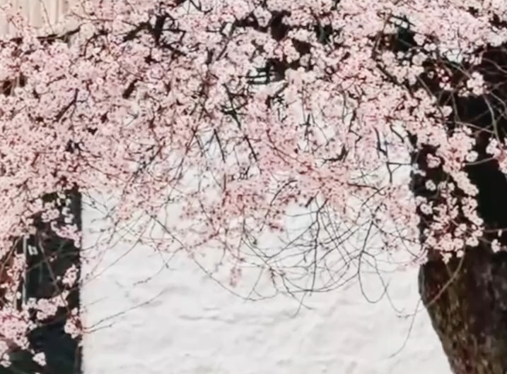 拉萨春归，桃花正好。春风温柔，抚平所有烦恼