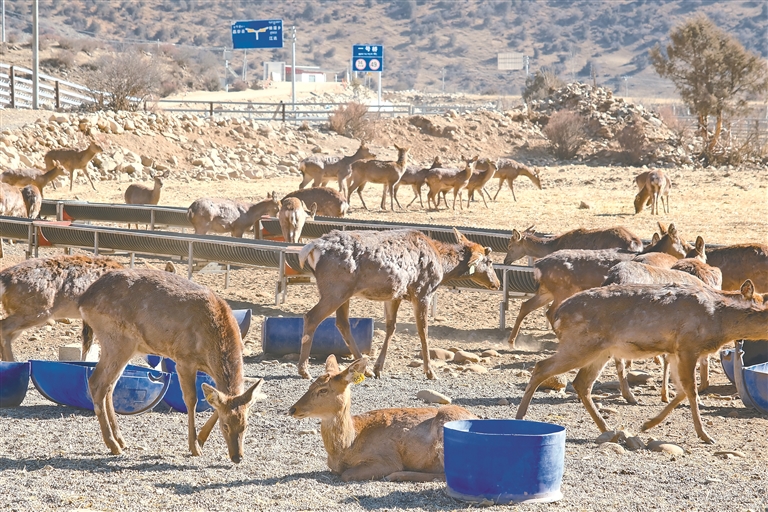 高原特色养殖兴 增收致富惠民生