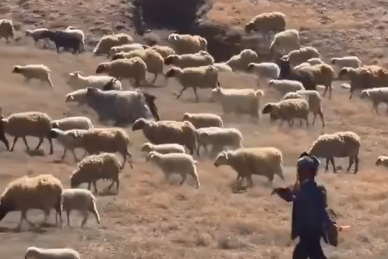 牧羊人热烈回应游客 网友此刻想放羊的心达到顶峰