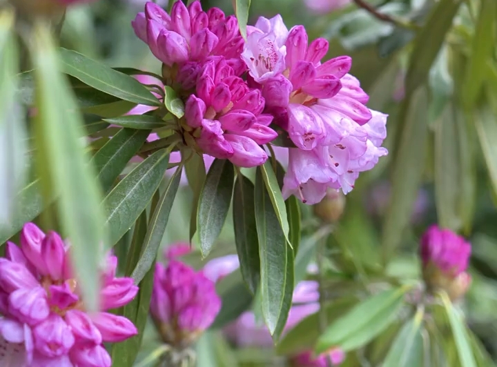 清明小长假去波密，赴一场杜鹃之约吧