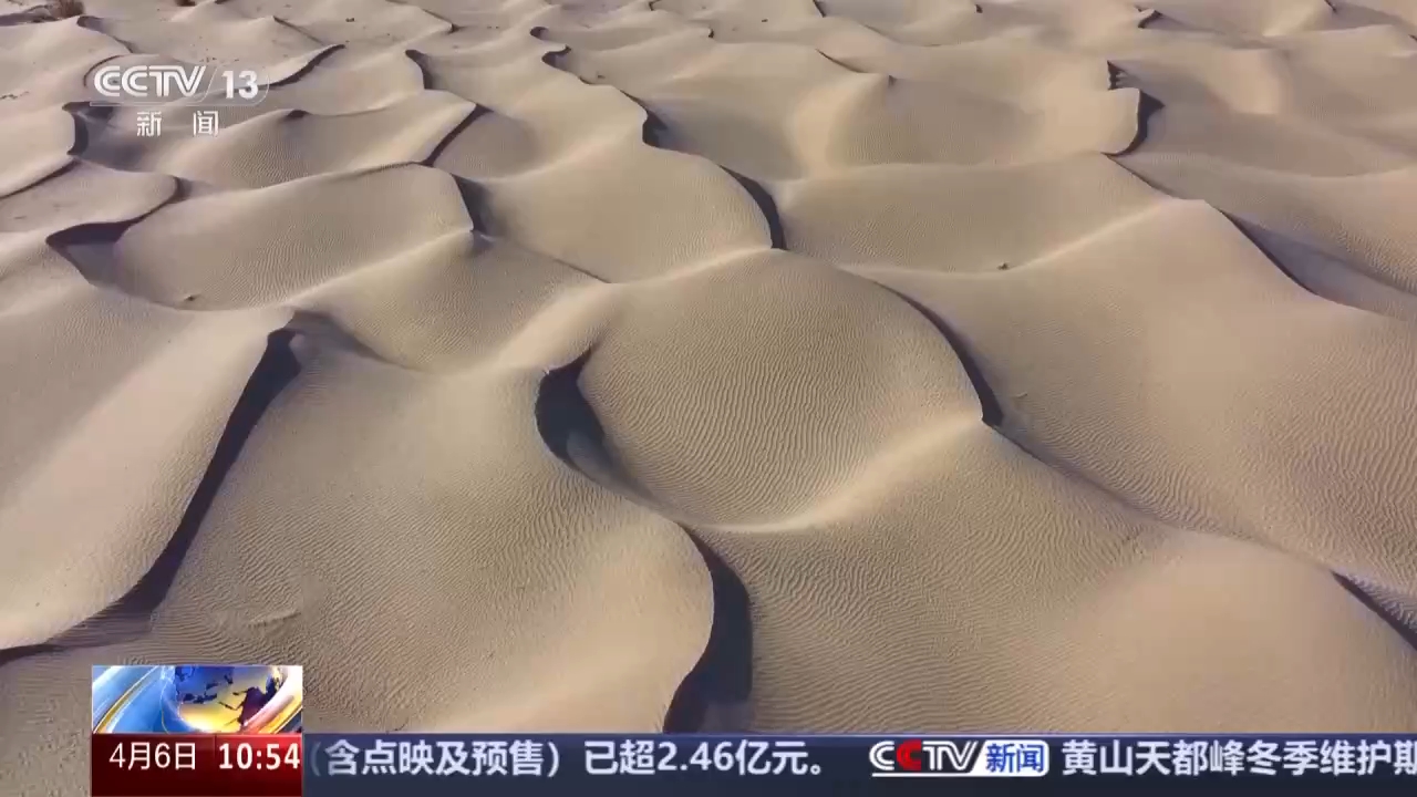 推沙平整+机械种树+林间套种 塔克拉玛干染新绿