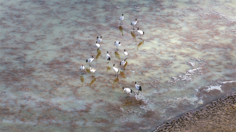 鹤舞高原美如画