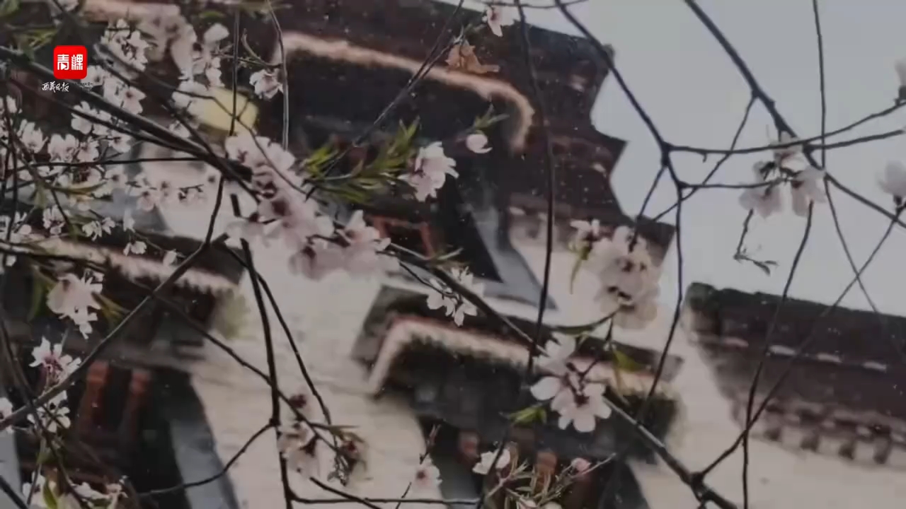 当桃花遇见一场急雪 拉萨的春天边下雪 边开花