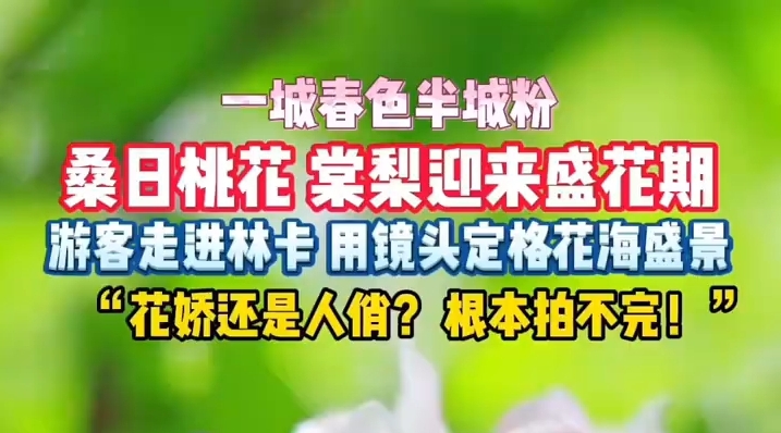 奔赴西藏春日花海