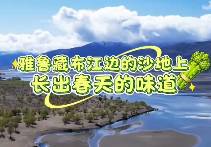 沙地生金！ 海拔 3600 米，扎囊荒原有了春色