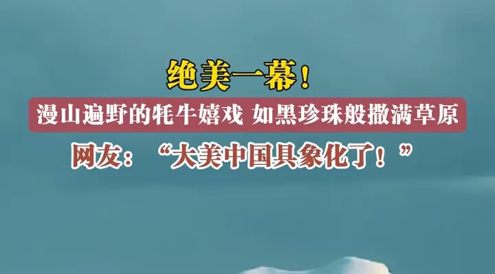 成群的牦牛在草坡上嬉戏