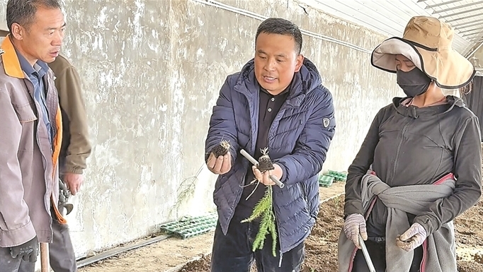 山东农业援藏高原芦笋项目启动