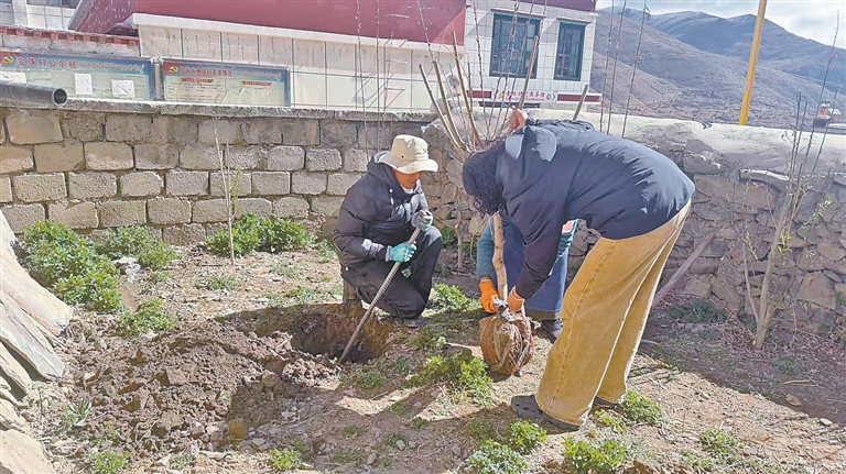 桃树栽进家 植绿又增收