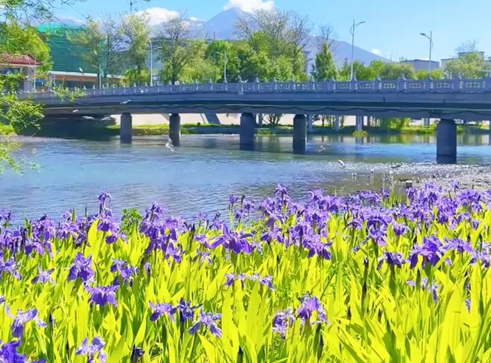 鸢尾花开，拉萨仙足岛藏了个“莫奈花园”