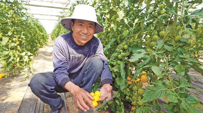 靠“棚”致富